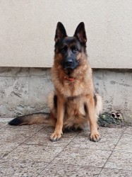 Německý ovčák - štěňátka s PP