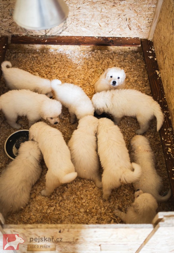 Slovenský čuvač - štěňátka s PP
