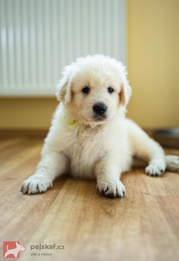 Slovenský čuvač - štěňátka s PP