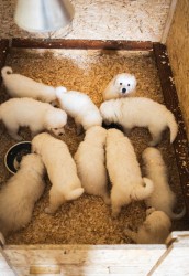 Inzerce psů Slovenský čuvač - štěňátka s PP