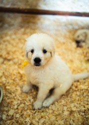 Slovenský čuvač - štěňátka s PP