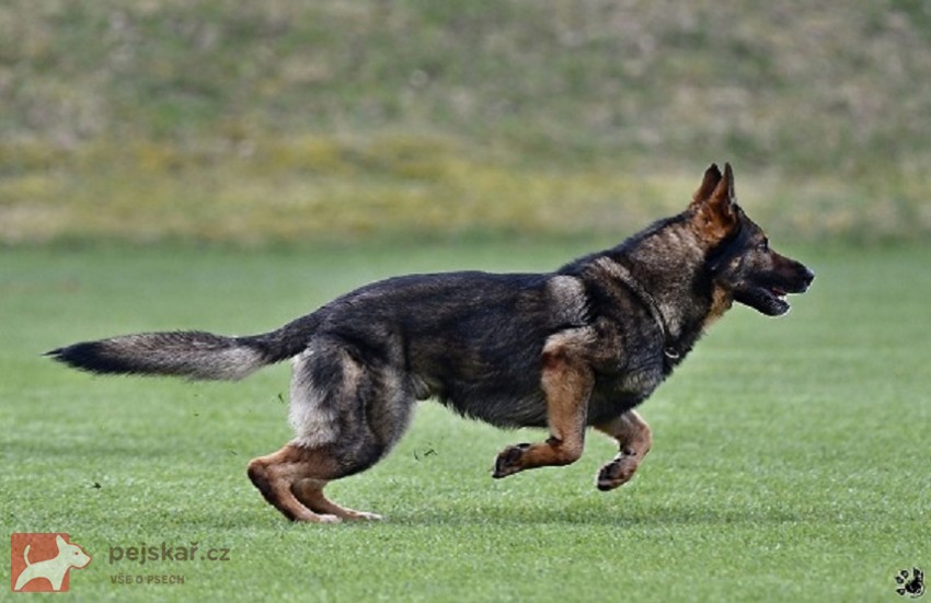 Německý ovčák štěnata s pp