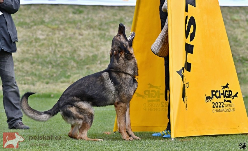 Německý ovčák štěnata s pp