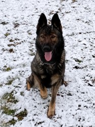 Německý ovčák štěnata s pp