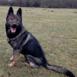 Německý ovčák štěnata s pp