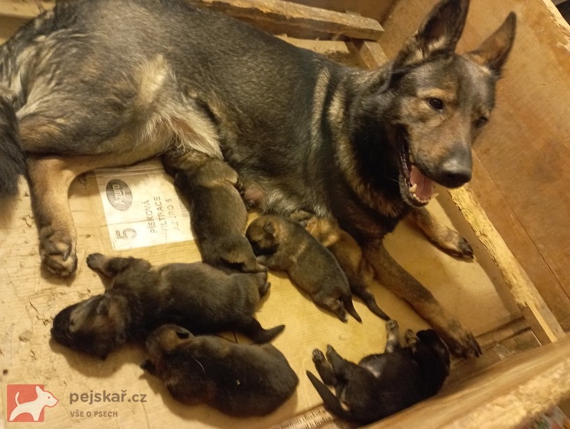 Německý ovčák štěnata s pp