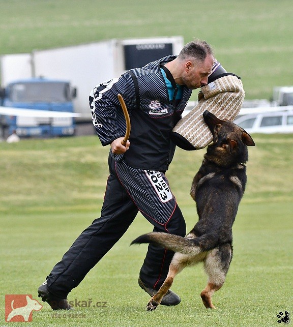 Německý ovčák štěnata s pp