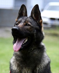 Inzerce psů Německý ovčák štěnata s pp