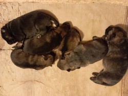 Německý ovčák štěnata s pp