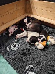 Inzerce psů Bostonský teriér