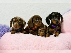 Inzerce psů Jezevčík hladkosrstý štěňata s PP