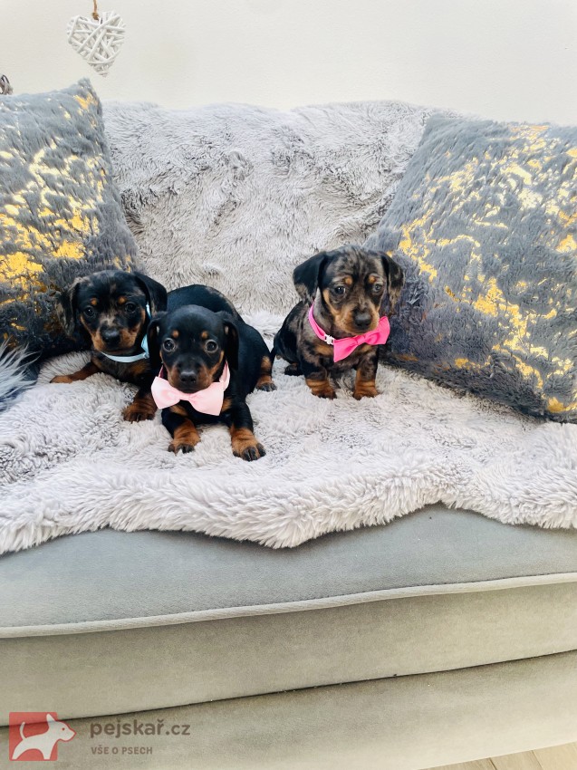 Jezevčík hladkosrstý trpasličí