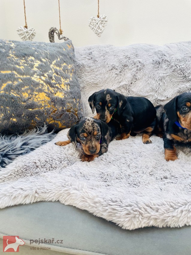 Jezevčík hladkosrstý trpasličí