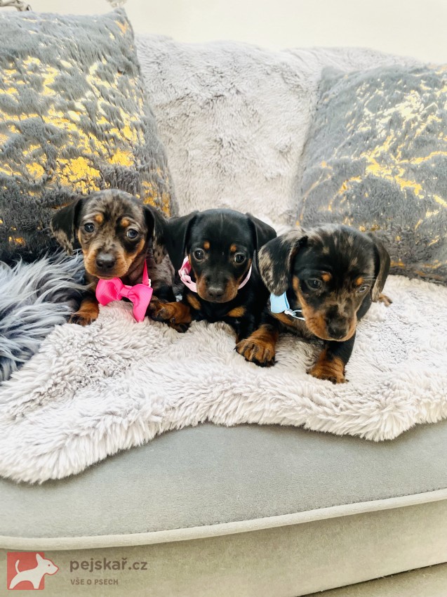 Jezevčík hladkosrstý trpasličí