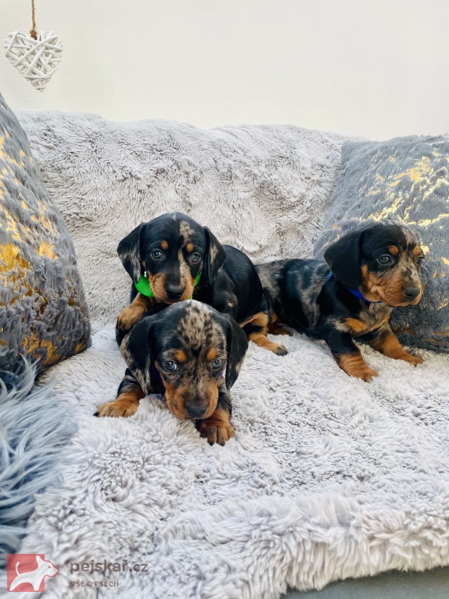 Jezevčík hladkosrstý trpasličí