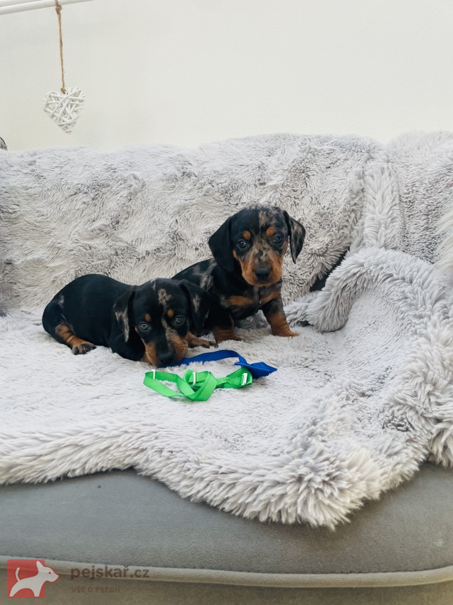 Jezevčík hladkosrstý trpasličí