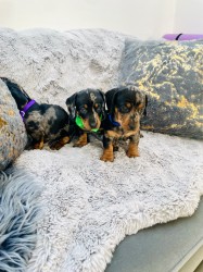 Jezevčík hladkosrstý trpasličí