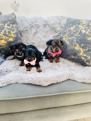 Jezevčík hladkosrstý trpasličí