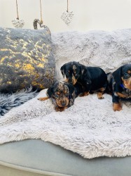 Jezevčík hladkosrstý trpasličí