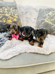 Jezevčík hladkosrstý trpasličí