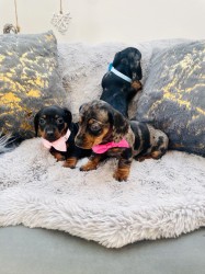 Jezevčík hladkosrstý trpasličí