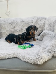 Jezevčík hladkosrstý trpasličí