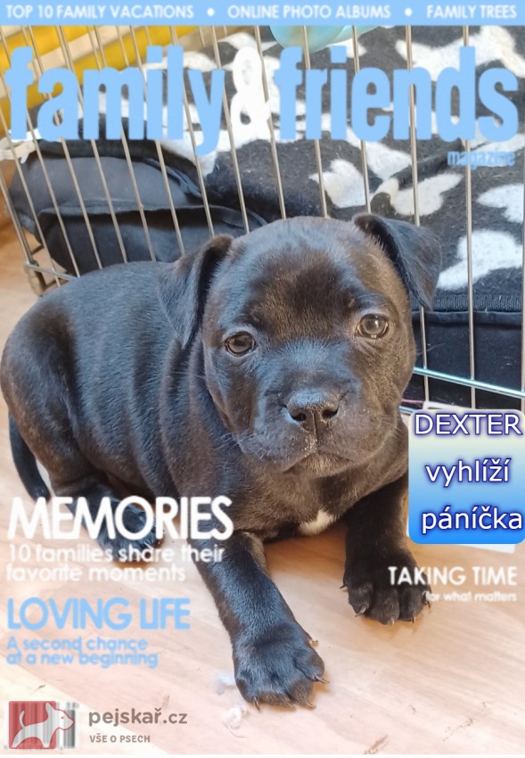 Volná štěňátka Stafford.bulteriera z perspektivního spojení s PP.