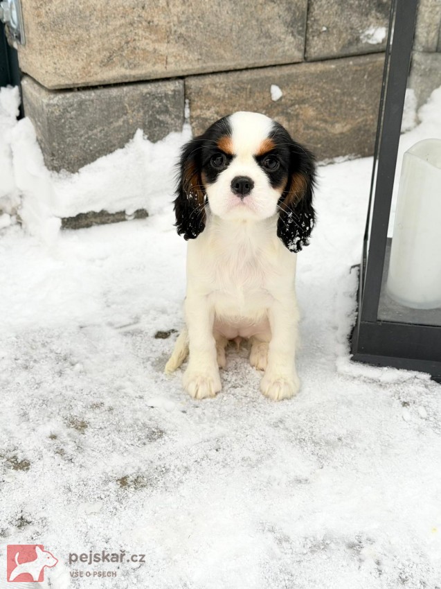 Kavalír King Charles Španěl
