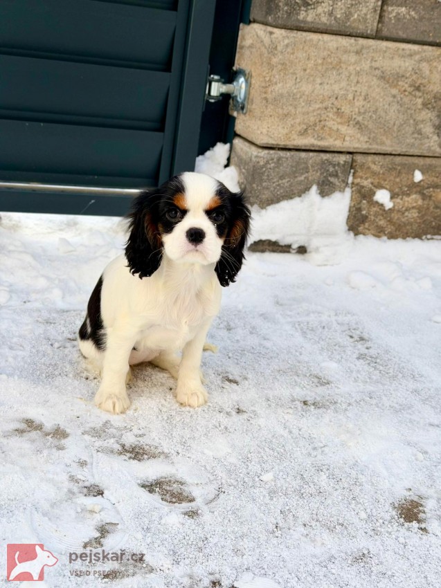 Kavalír King Charles Španěl