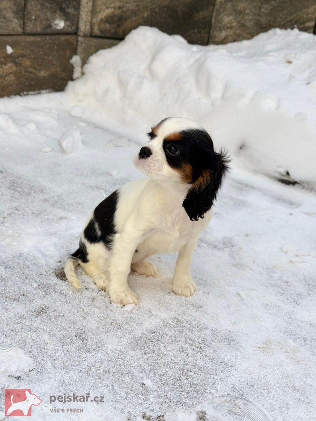 Kavalír King Charles Španěl