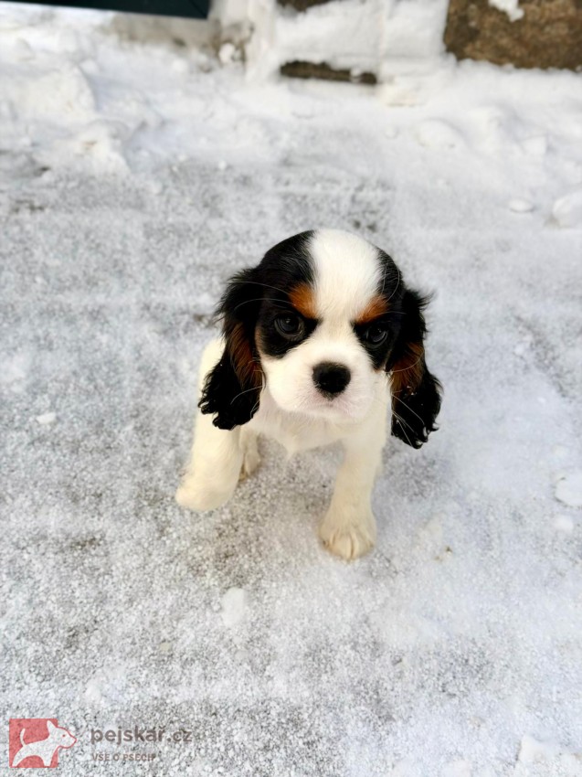 Kavalír King Charles Španěl