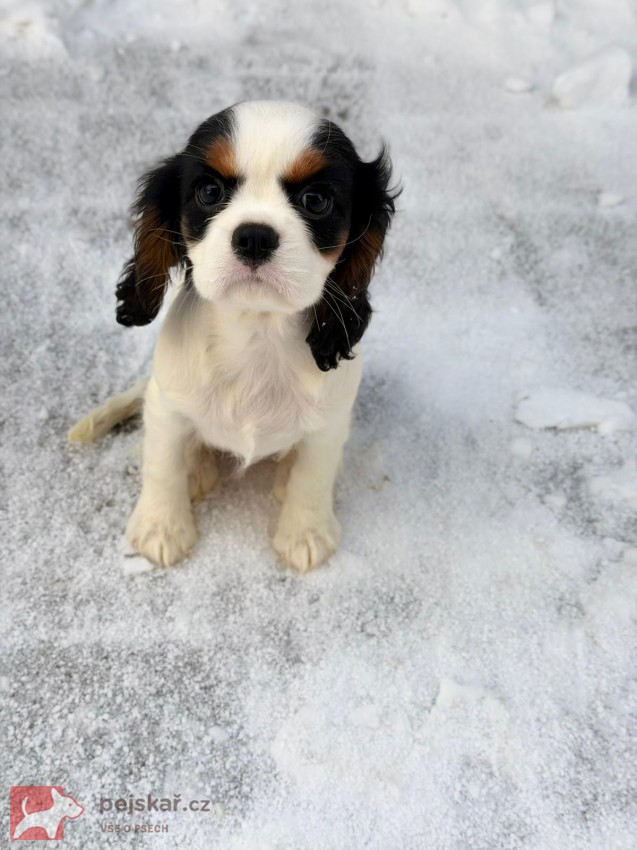 Kavalír King Charles Španěl