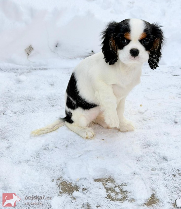 Kavalír King Charles Španěl