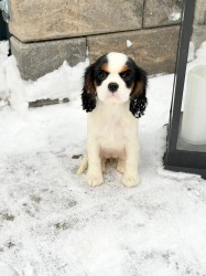 Inzerce psů Kavalír King Charles Španěl
