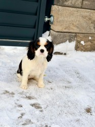 Kavalír King Charles Španěl