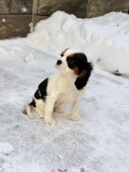 Kavalír King Charles Španěl