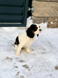 Kavalír King Charles Španěl