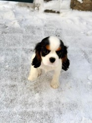 Kavalír King Charles Španěl