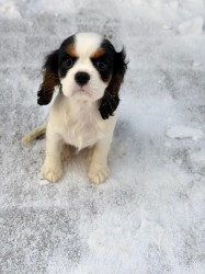 Kavalír King Charles Španěl