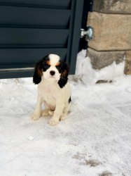 Kavalír King Charles Španěl