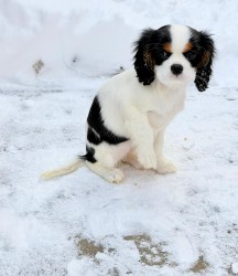 Kavalír King Charles Španěl