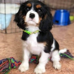 Inzerce psů Kavalír King Charles španěl