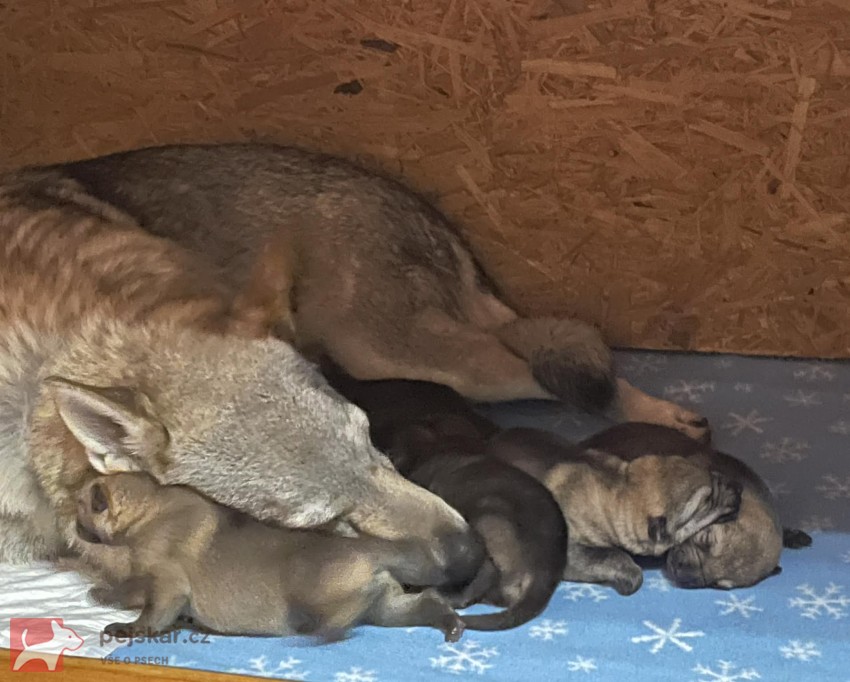 Československý vlčák s PP TOP pracovní spojení