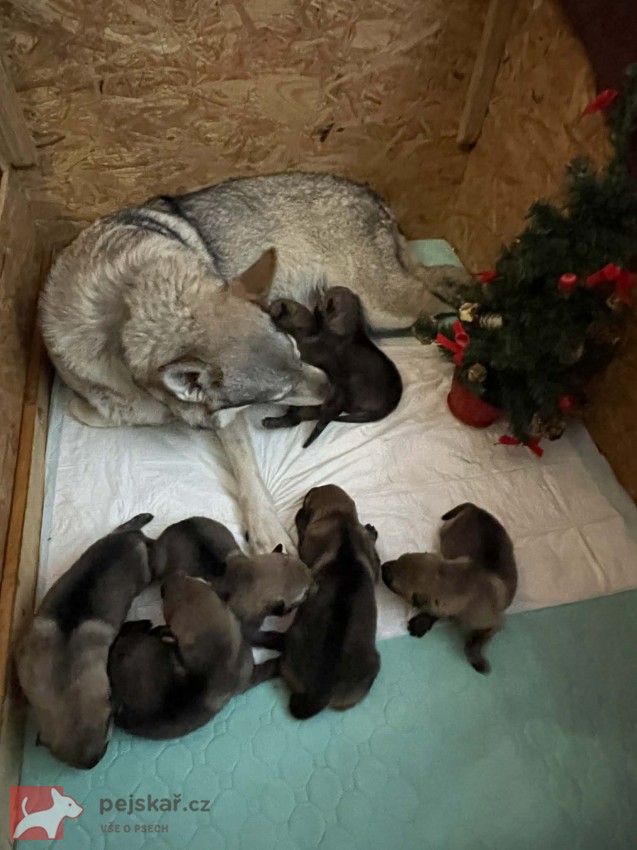 Československý vlčák s PP TOP pracovní spojení