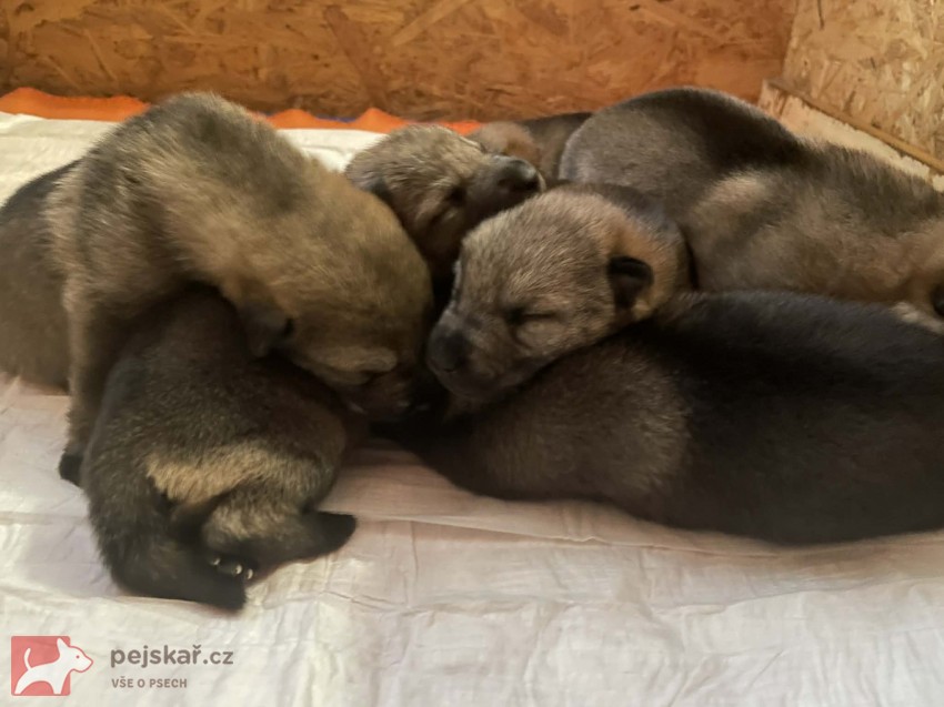 Československý vlčák s PP TOP pracovní spojení