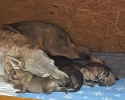 Inzerce psů Československý vlčák s PP TOP pracovní spojení