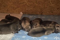 Československý vlčák s PP TOP pracovní spojení