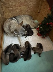 Československý vlčák s PP TOP pracovní spojení