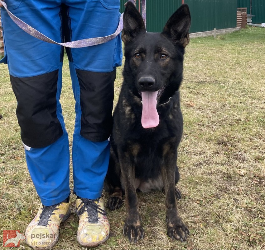 Německý ovčák mohutný pejsek