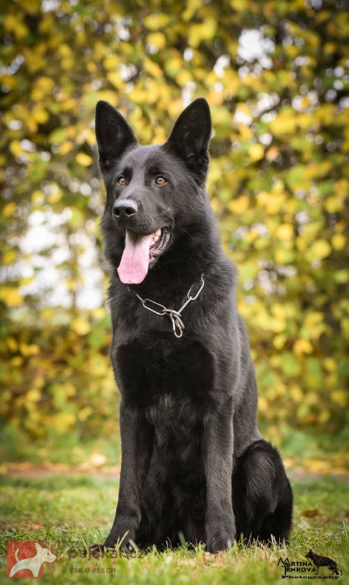 Německý ovčák mohutný pejsek